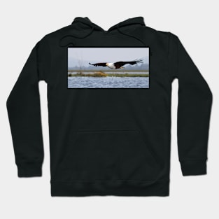 Africa Fish Eagle Swoops, Lake Naivasha, Kenya Hoodie